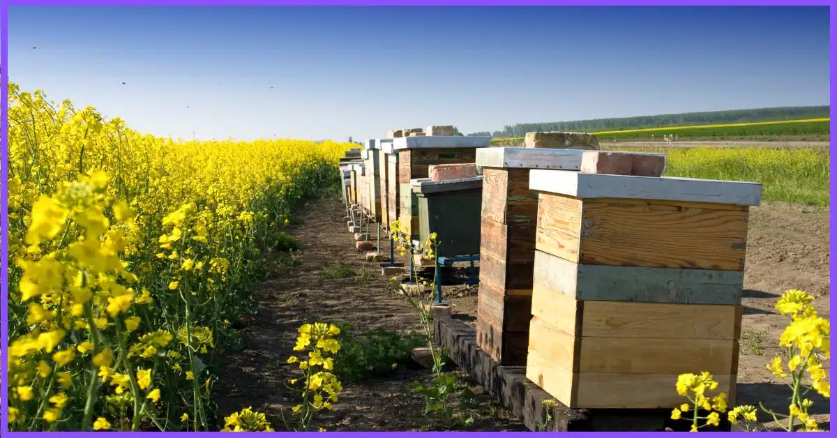 A row of wooden beehives in a field of yellow flowers under a blue sky.