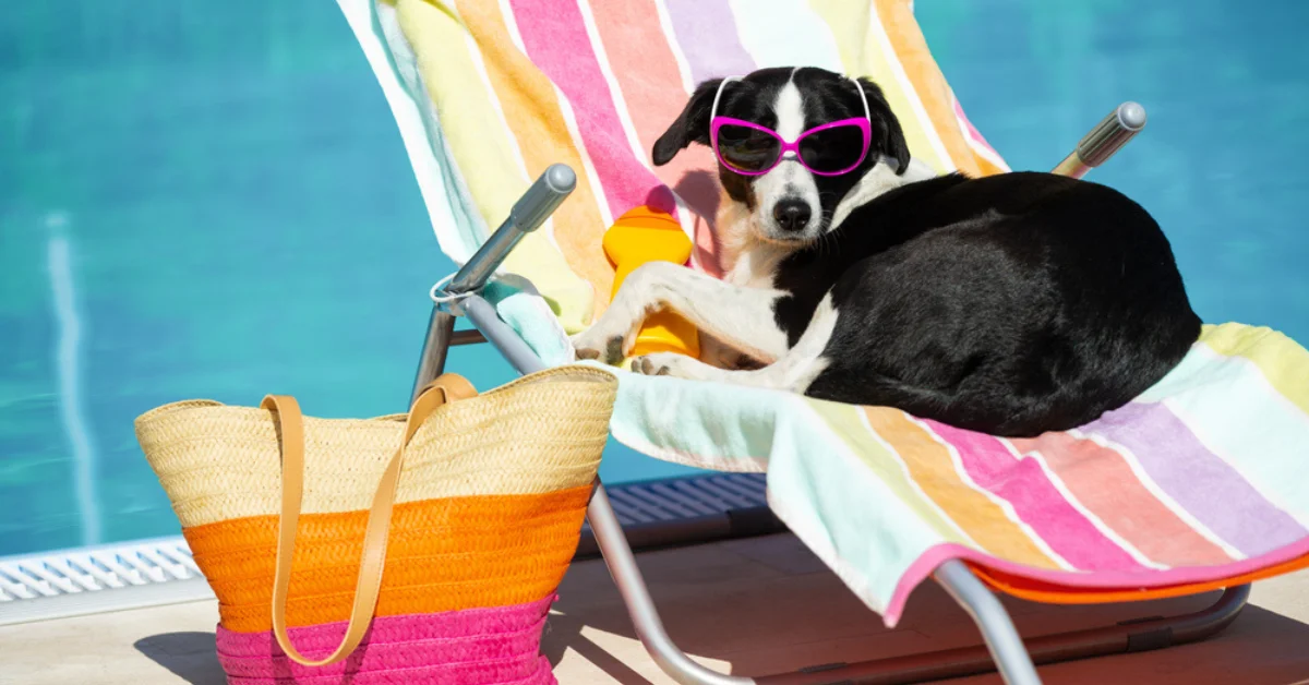 Alt text: A black and white dog wearing pink sunglasses on a striped lounge chair next to a pool.