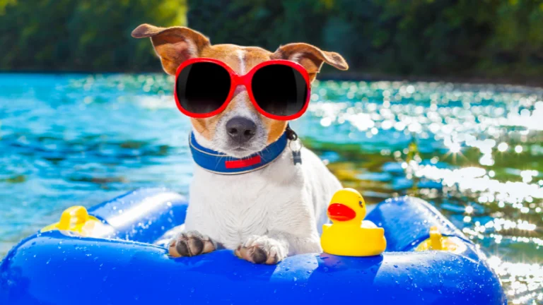 A dog wearing antlers on a blue raft with a yellow duck in a lake. (Dog Swimming)