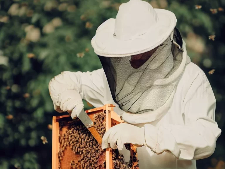 Why do beekeepers wear white