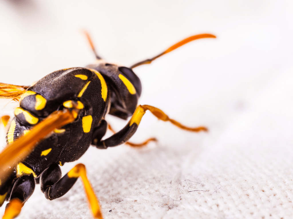 A Wasps on a Bee Suits