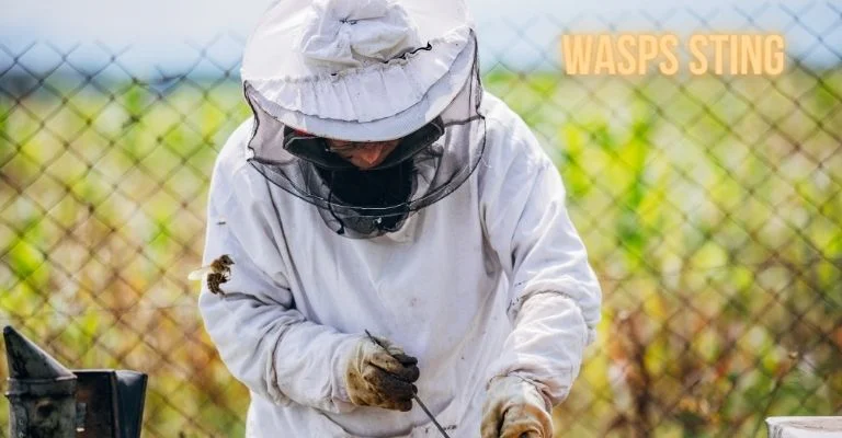 Can Wasps Sting Through Bee Suits