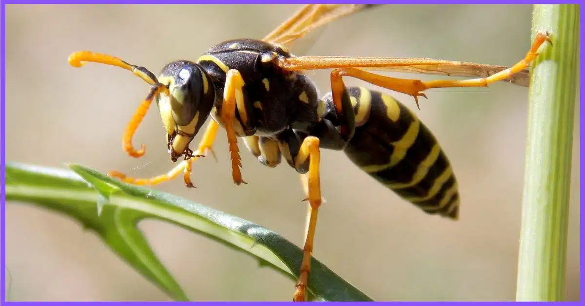 Wasp resting on the lush green branches of a tree