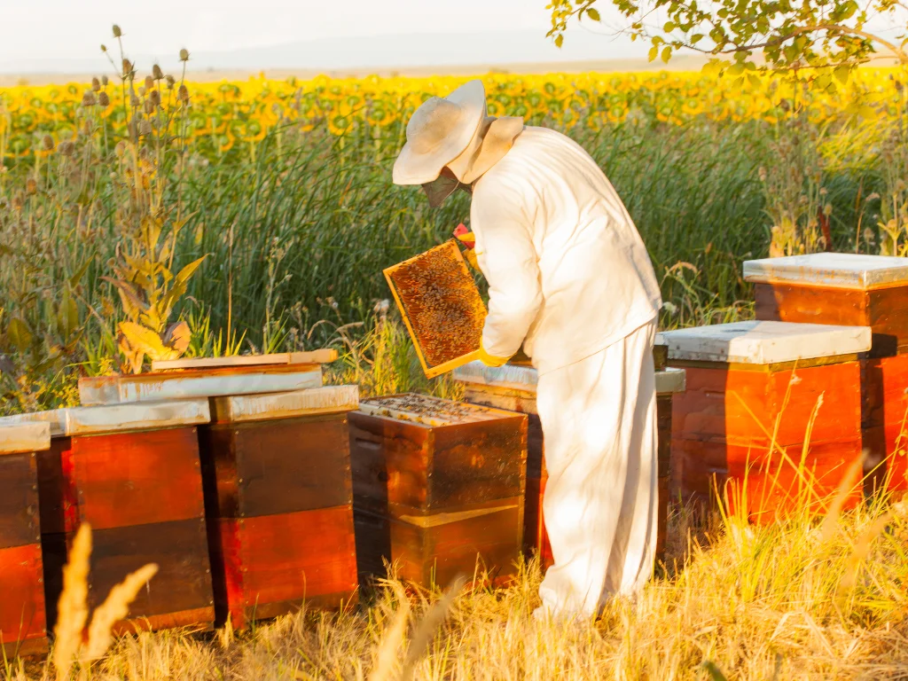 Do Beekeepers Live Longer