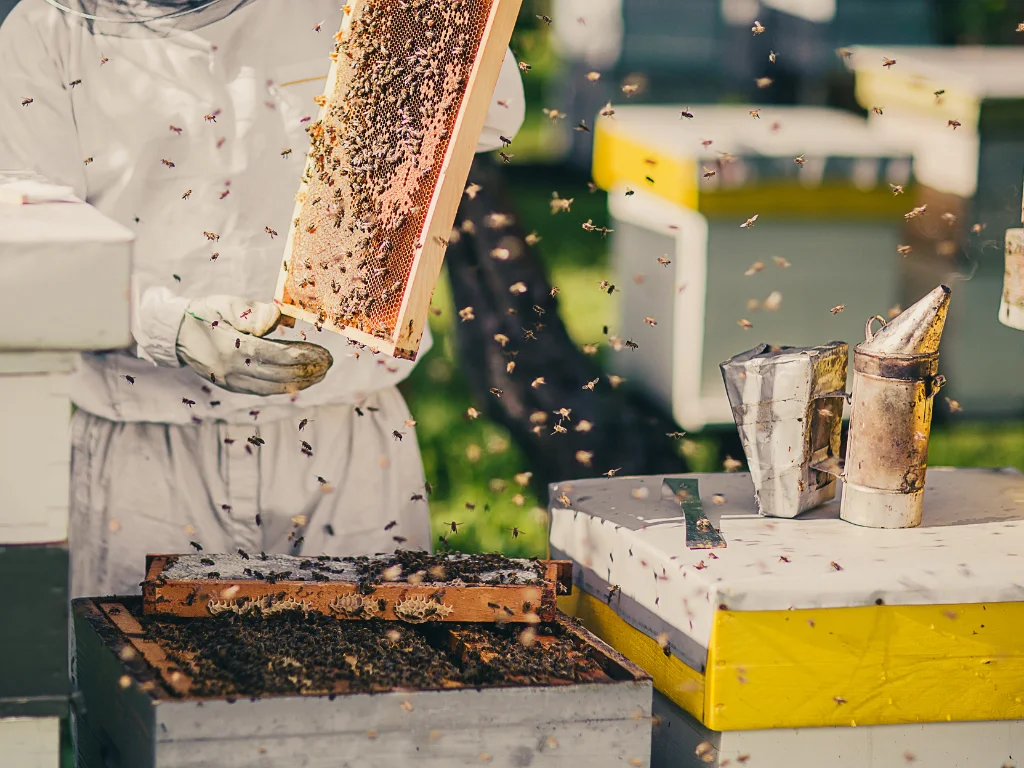 what is beekeeping