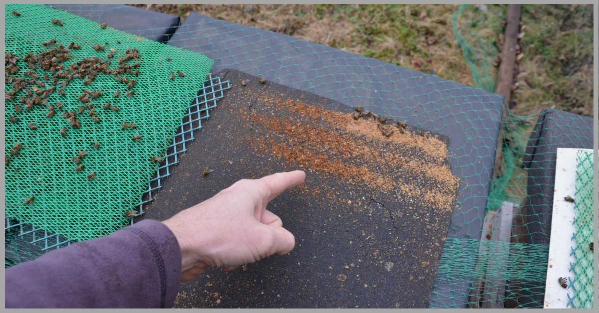 A man inspection for Mite Treatment for Bees in a beekeeping field.