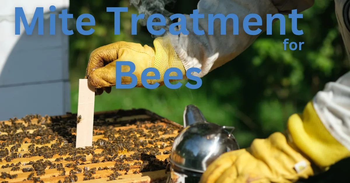 a beekeeper treating a beehive for mites. The beekeeper is wearing a white suit and yellow gloves. The beekeeper is holding a wooden frame with bees on it. The beekeeper is using a smoker to calm the bees.