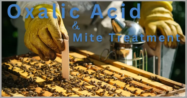 A beekeeper inspection the bee hive for mite treatment.