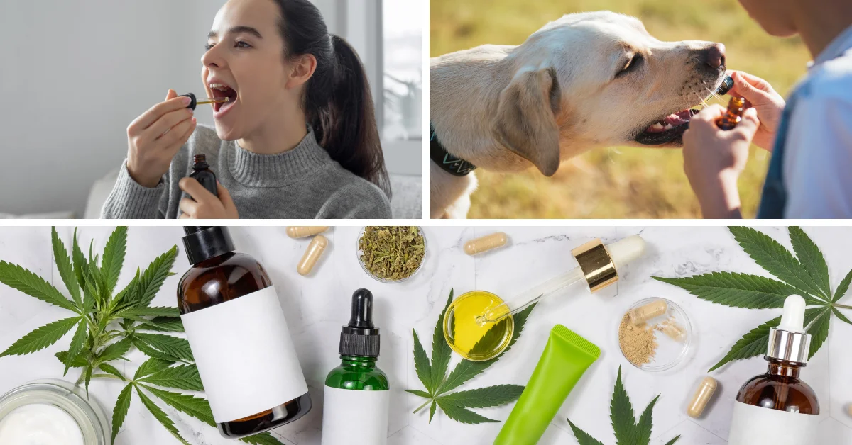 A collage of three images showing a woman applying makeup, a dog eating a treat, and various CBD products.