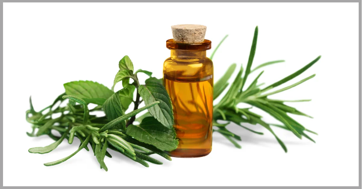 A bottle of essential oil with mint and rosemary herbs on a white background.