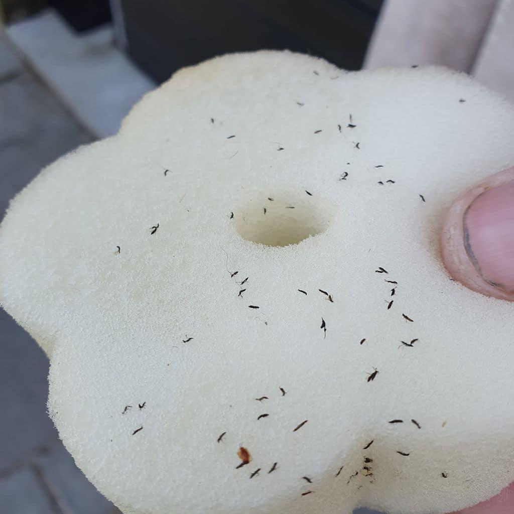 white particles in hot tub (2)