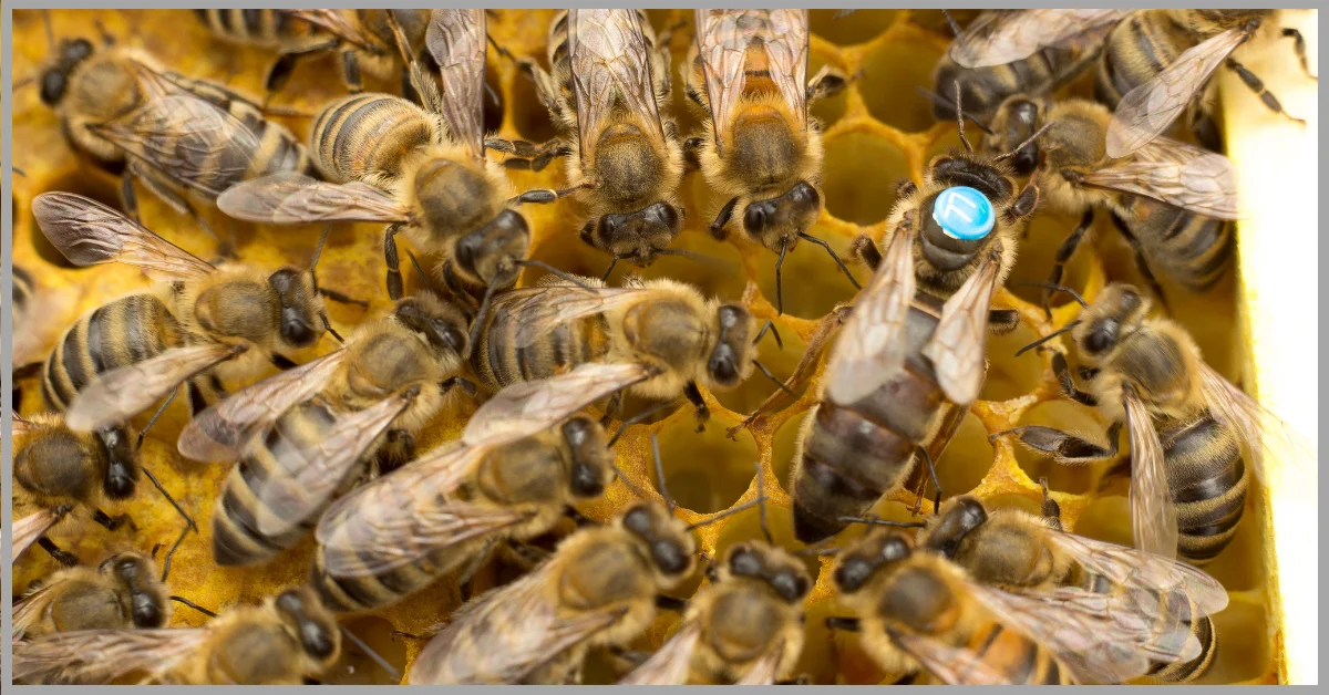 A close-up of a group of bees on a honeycomb. The queen bee is marked with a blue dot and is surrounded by worker bees.