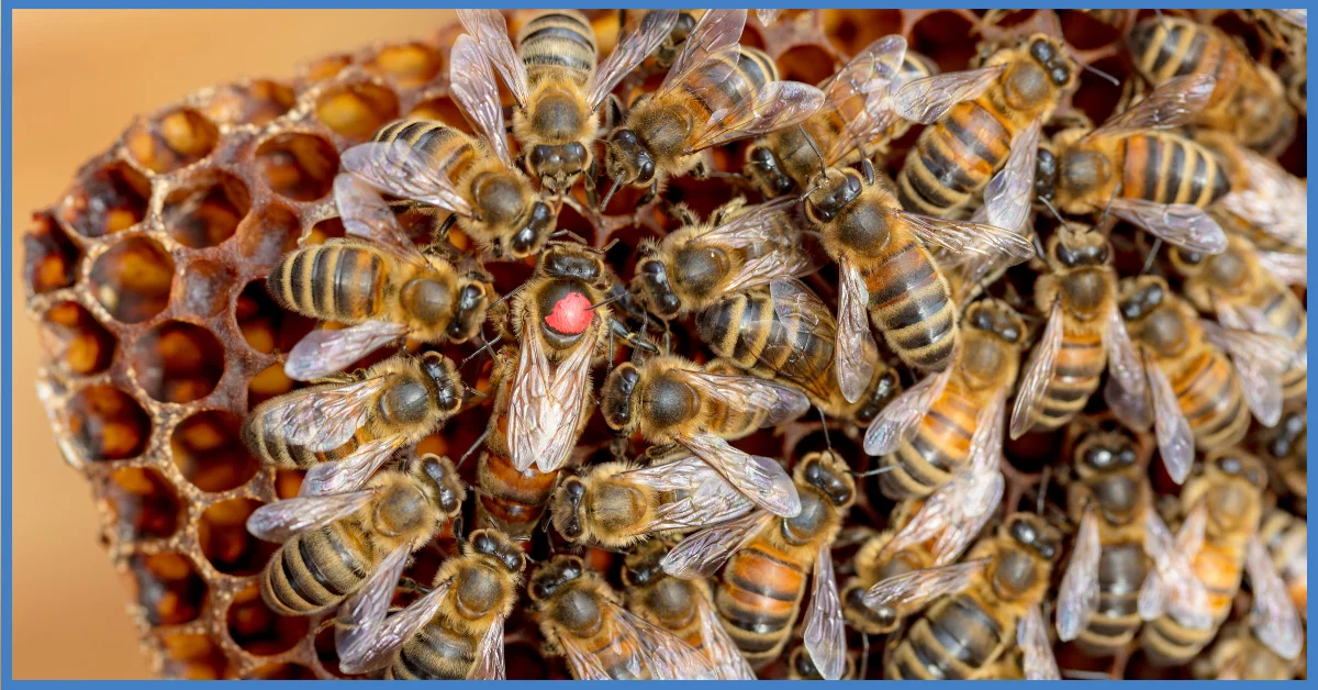 A close-up of a group of honey bees on a honeycomb. The queen bee is marked with a red dot and is surrounded by worker bees.