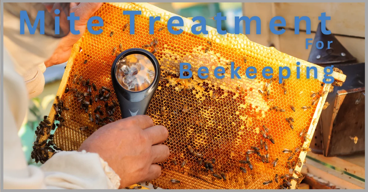 A beekeeper checking the bee hive for mite treatment.