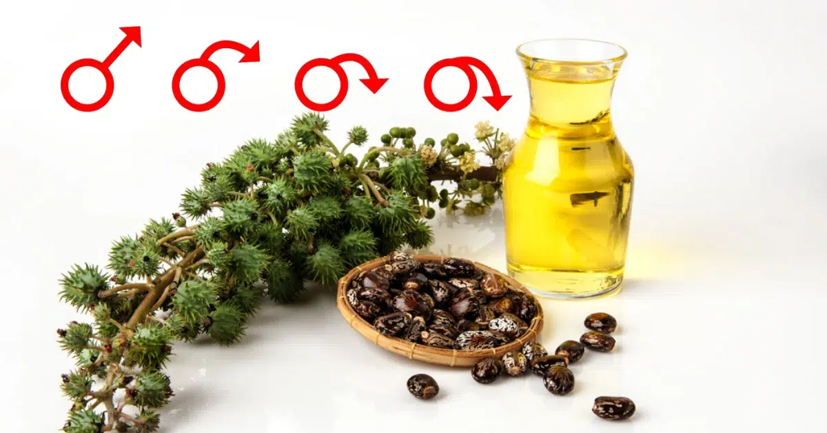 A photo of a bottle of castor oil, a bowl of castor beans, and a branch of the castor oil plant.