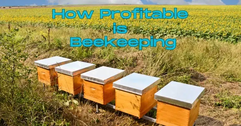 A field of sunflowers with beehives in the foreground and text that reads ‘How Profitable is Beekeeping.